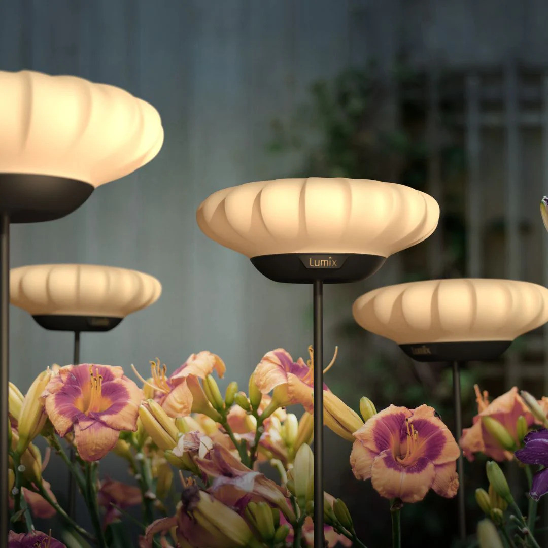 LUMIX SOLAR FLOWERS SUNNY FLEUR SOLAIRE LUMIERE